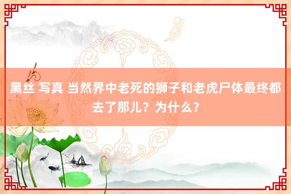 黑丝 写真 当然界中老死的狮子和老虎尸体最终都去了那儿？为什么？